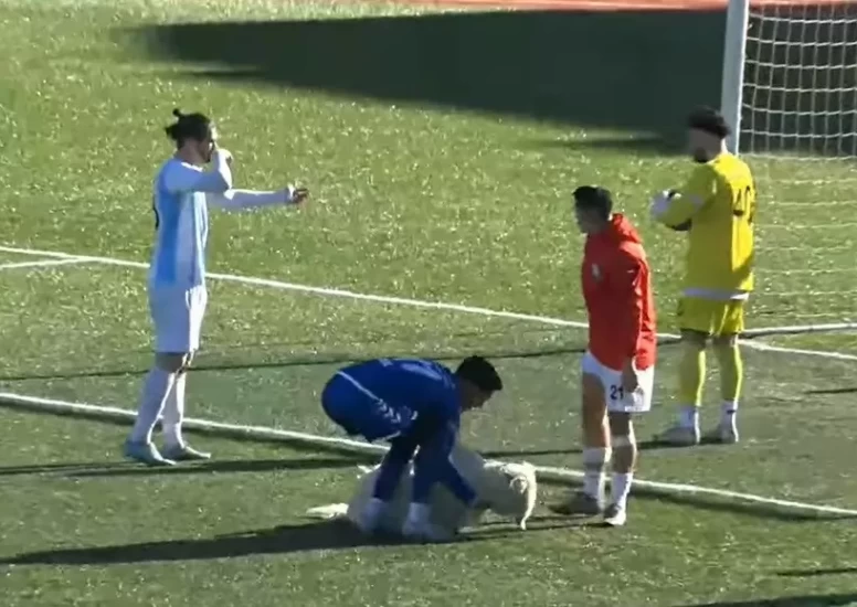 Uyuyan köpek maçın yıldızı oldu