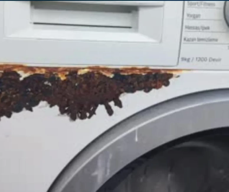 İşte çürümeyi durduran  yöntem