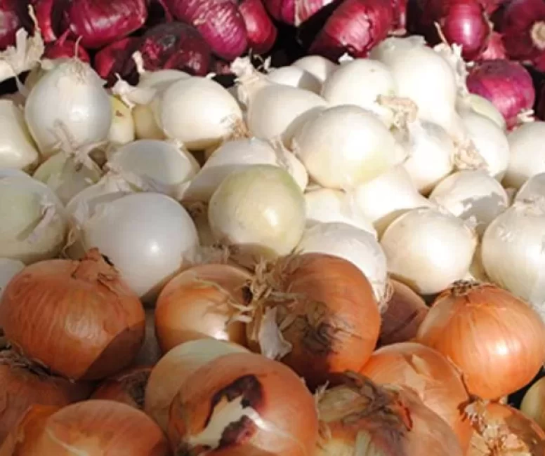 Soğan çeşitleriyle mutfaklarınızı renklendirin