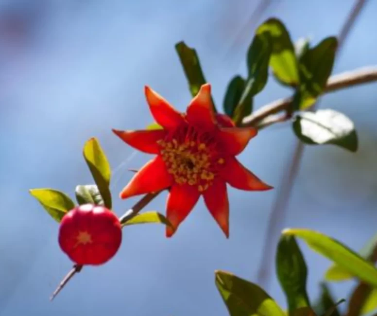 Nar çiçeğinin bilinmeyen özellikleri