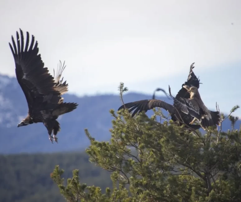 Türkiye’de ender görülen manzara! Dört akbaba türü aynı alanda görüntülendi