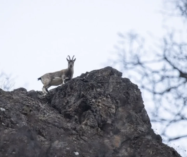 Tunceli'de kar sonrası yaban keçileri vadiye indi
