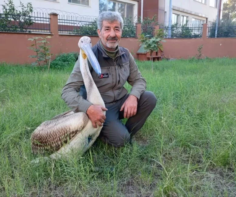 Yaralı pelikanın duygulandıran hikâyesi