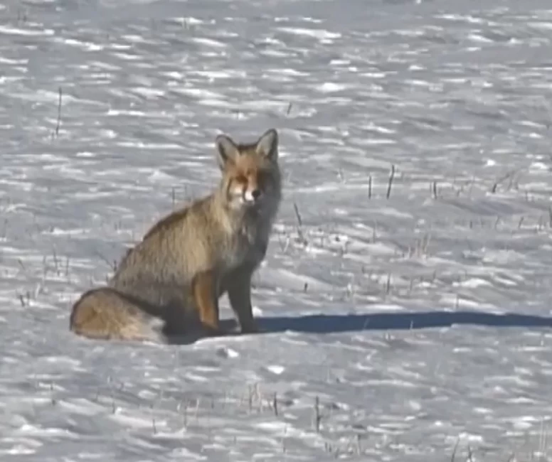 Karlı doğada kızıl tilki ile nadir görülen paçalı şahin görüntülendi
