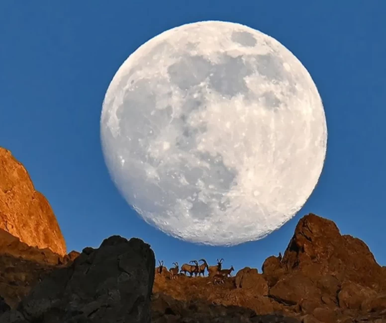 Dolunay yaban keçileriyle zirvede buluştu
