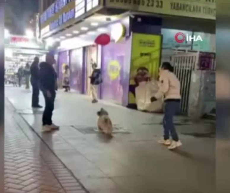 Ankara’da vatandaşlarla balon sektiren köpek sosyal medyayı salladı