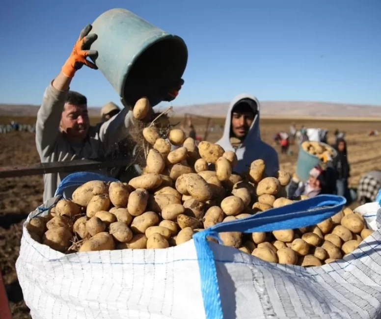 Bitlis'te patates hasadı tüm hızıyla devam ediyor: Doğu'nun tarım merkezi faaliyette!