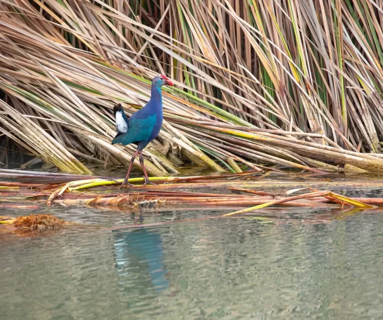 Nesli tehlikedeki 'saz horozu' Göksu Deltası'nda görüntülendi