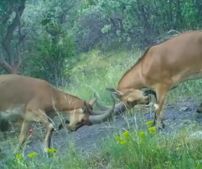 Çorum'da kavga eden dağ keçileri fotokapanla görüntülendi