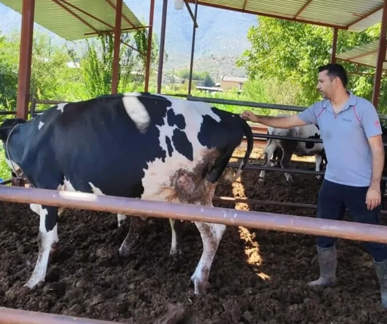 Muğla'da şap alarmı! 11 mahalle karantinaya alındı
