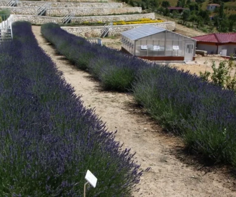 Türkiye’nin en zengin genetik kaynak merkezi Eskişehir’de