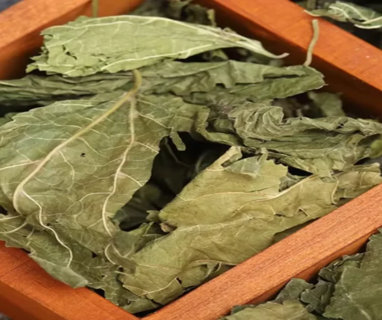 Dut yaprağı boğazı nasıl rahatlatıyor?