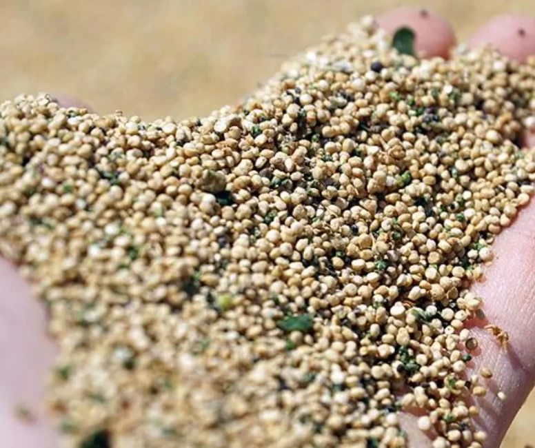 Kinoa zayıflatır mı?