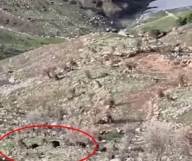 Çoban köpeğinden müthiş savunma: Koyunları domuzlardan kurtardı!