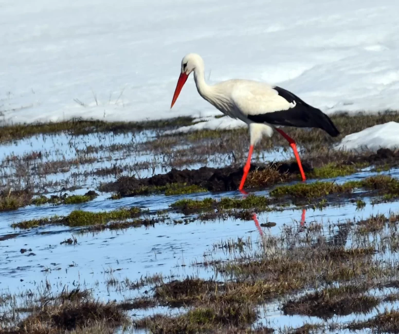 Sarıkamış’ta görsel şölen: Karlar eridi, göçmen kuşlar geri döndü