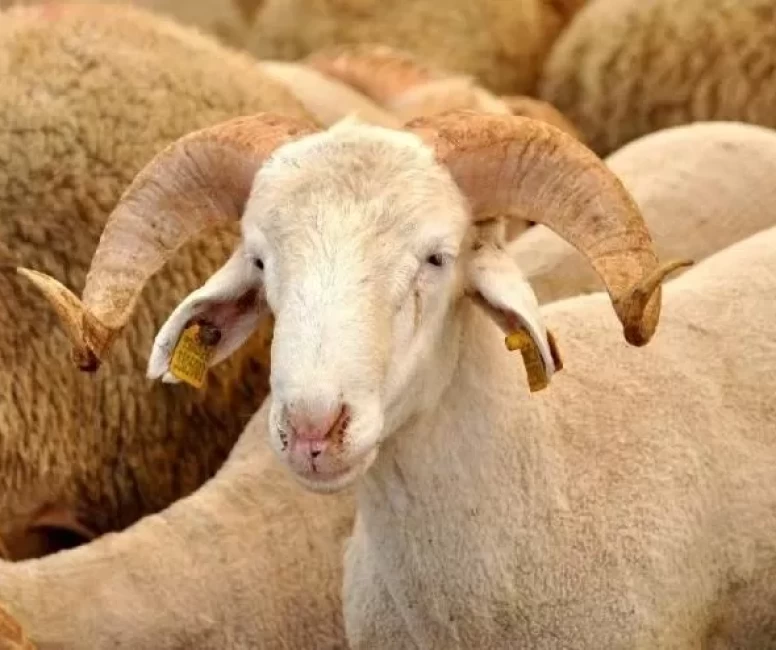 Kurban derisi nasıl saklanır 2026? Kurban derisi ne yapılır, kimlere verilir, satılır mı?