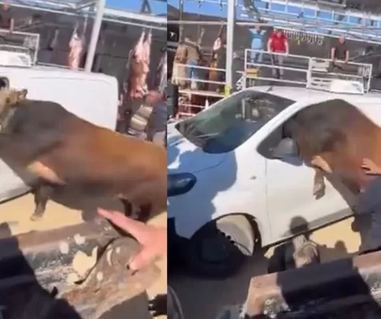 Ankara’da kurbanlık boğa ortalığı karıştırdı!