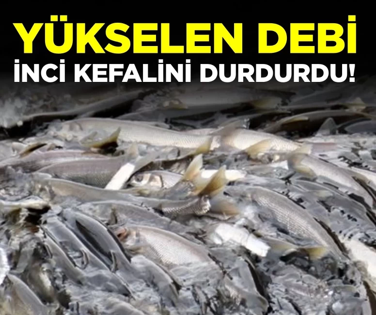 Deli Çay taşma noktasına geldi, balıklar ilerleyemiyor