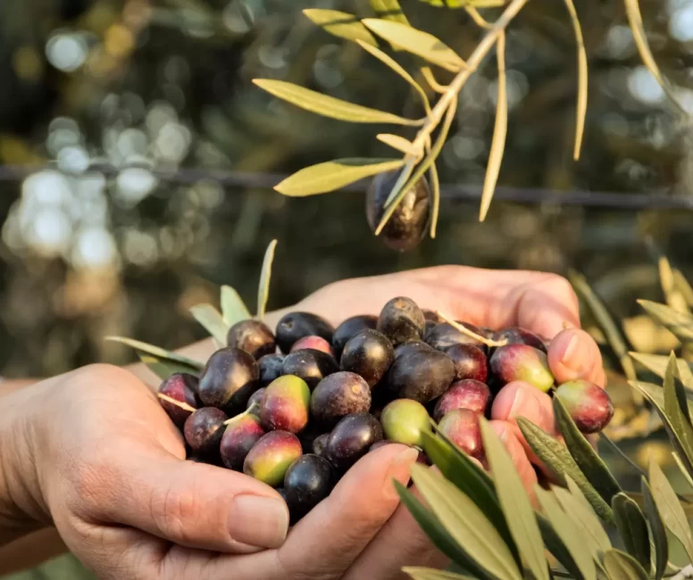 Zeytinin tanesini 50 liraya sattı