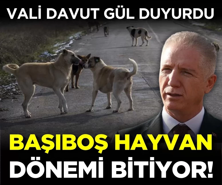 Vali Davut Gül duyurdu: İstanbul'da başıboş hayvan dönemi bitiyor!