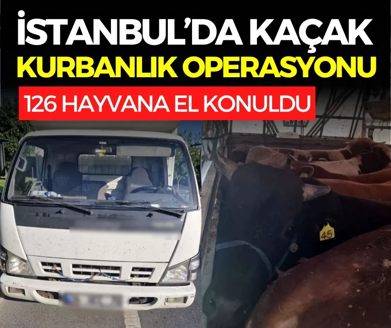 İstanbul’da kaçak kurbanlık operasyonu: 126 hayvana el konuldu