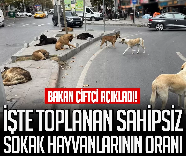 Bakan Çiftçi, toplanan sahipsiz sokak hayvanlarının oranını açıkladı