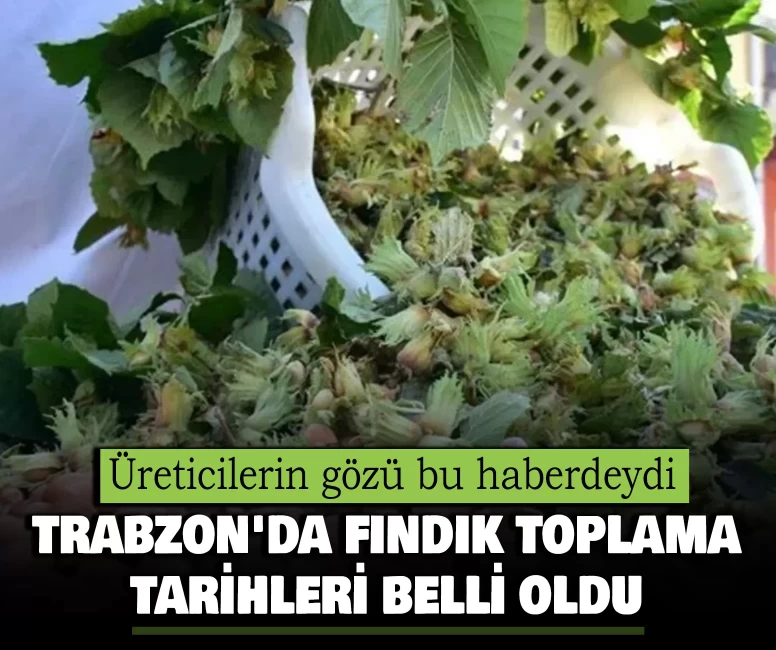 Trabzon'da fındık hasadı için beklenen karar!