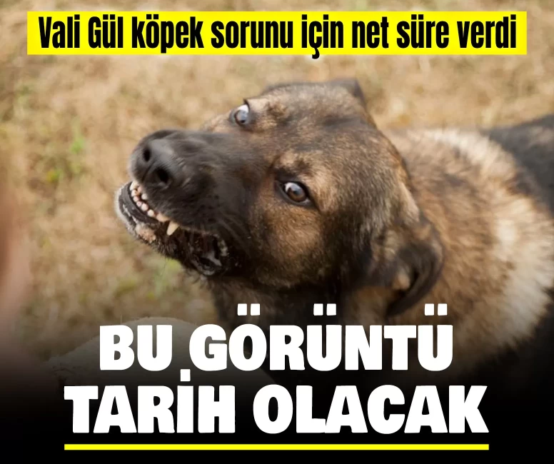 Vali Gül köpek sorunu için net süre verdi