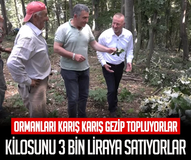 Ormanları karış karış gezip topluyorlar! Kilosunu 3 bin liraya satıyorlar