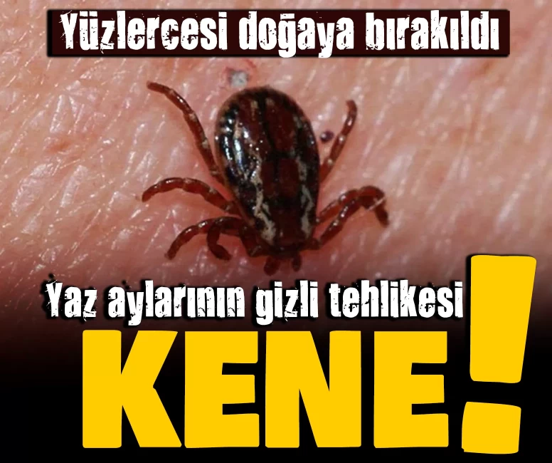 Yaz aylarının gizli tehlikesi: Kene!