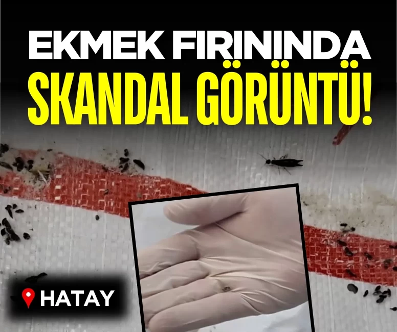 Hatay’da fırında mide bulandıran görüntü!