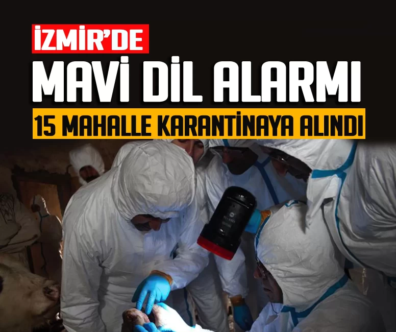 İzmir’de mavi dil hastalığı alarmı! 15 mahalle karantinaya alındı