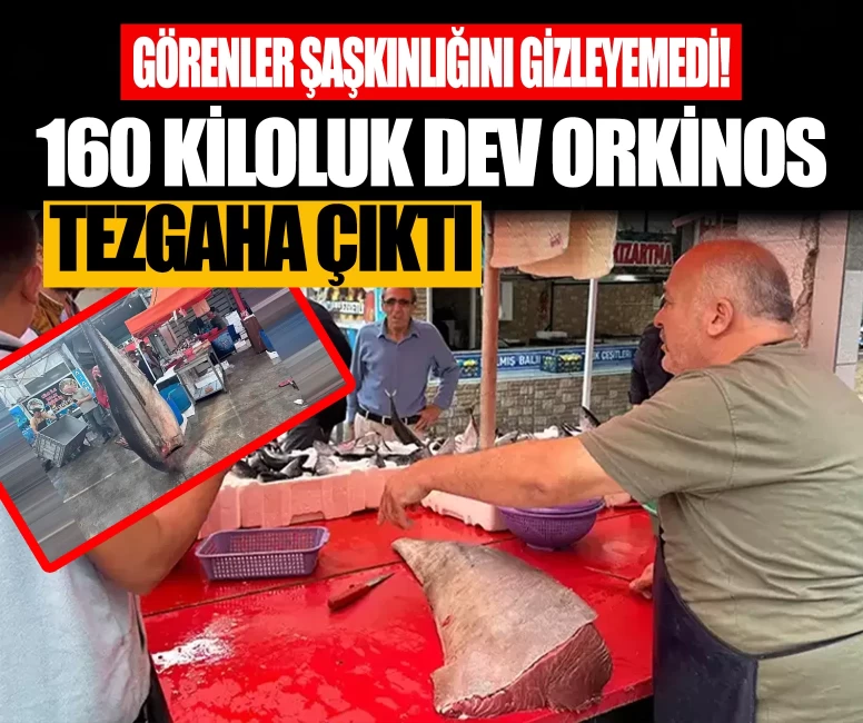 Hamsi ağlarına takıldı! 160 kiloluk dev orkinos tezgaha çıktı
