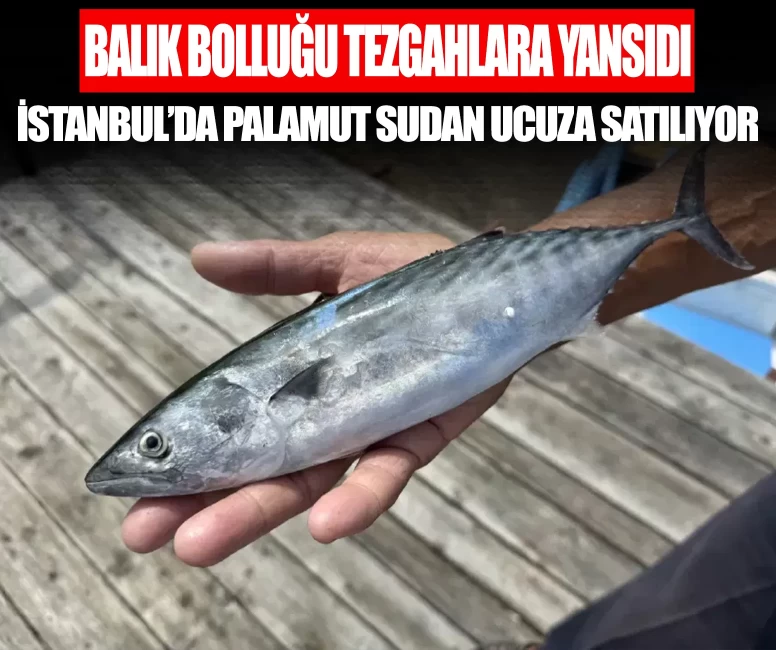 Balık bolluğu tezgâhlara yansıdı! İstanbul’da palamut sudan ucuza satılıyor