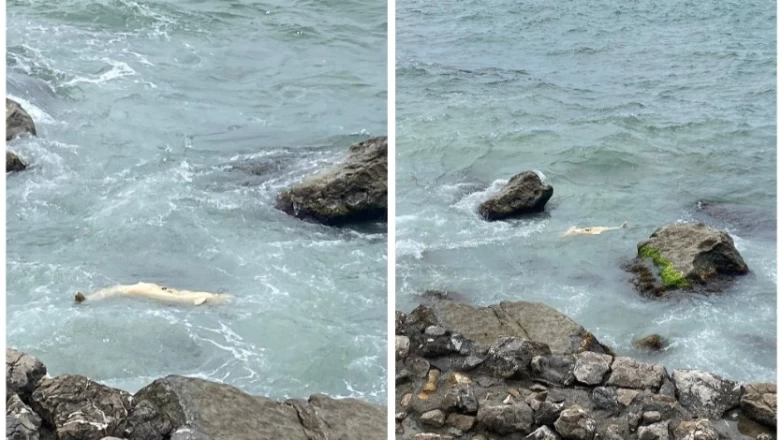Zonguldak’ta kahreden görüntü! Kıyıya vurdu