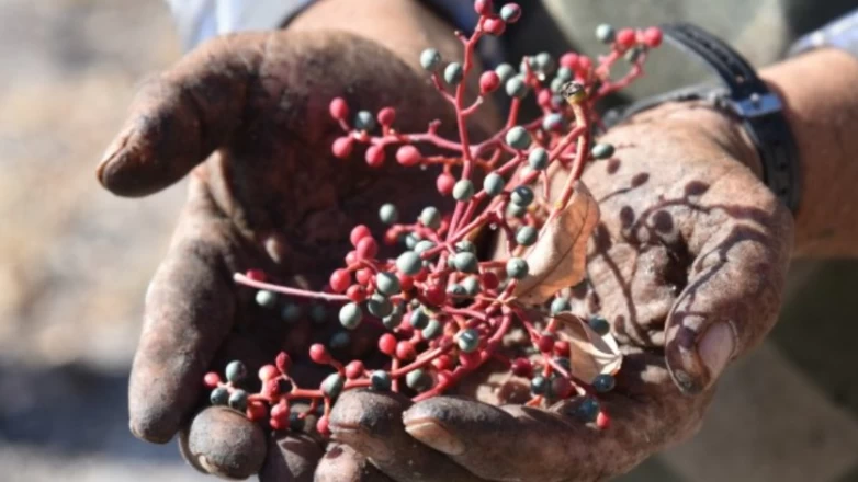 Dağlarda yetişiyor! Köylüye bir anda gelir kapısı oldu