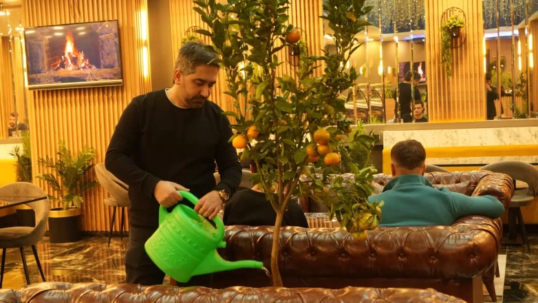 Kafe'de yetiştirilen mandalina ağaçları, müşterileri büyülüyor!