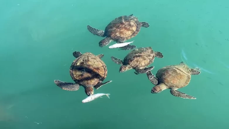 Balıkçıların dostu: Göç etmeyen caretta carettalar limanı mesken tuttu