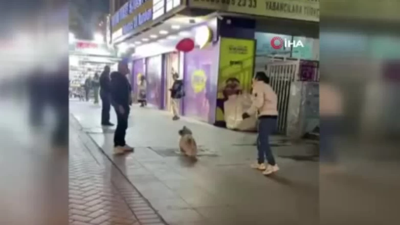 Ankara’da vatandaşlarla balon sektiren köpek sosyal medyayı salladı