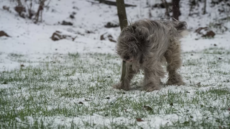 Kiev’e kışın ilk karı düştü: Savaş gölgesinde beyaz örtü