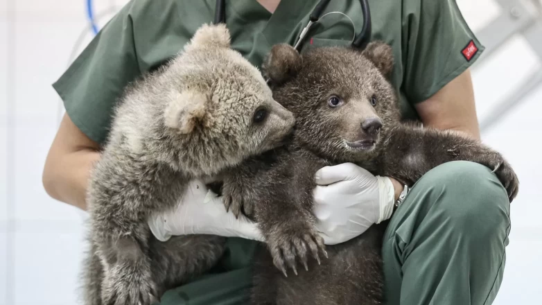 "Ayılara Özgürlük Projesi" ile 75 boz ayı güvenli alanda yaşıyor