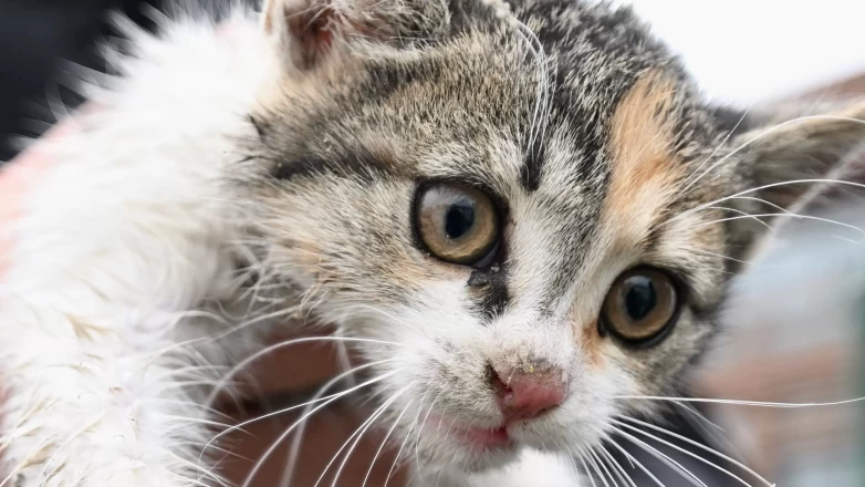 Dereye düşen kedi yavrusunu taksici sahiplendi