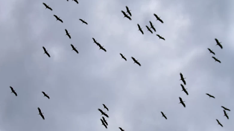 Sürü leyleklerin görüntülenmesi doğa dostlarını heyecanlandırdı