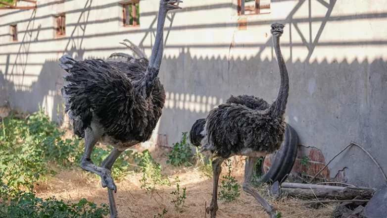 Deve kuşu Hüdhüd’ün yalnızlığı bitti, eşine kavuştu