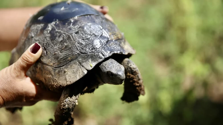Ahşap ustası kaplumbağayı "onardı"
