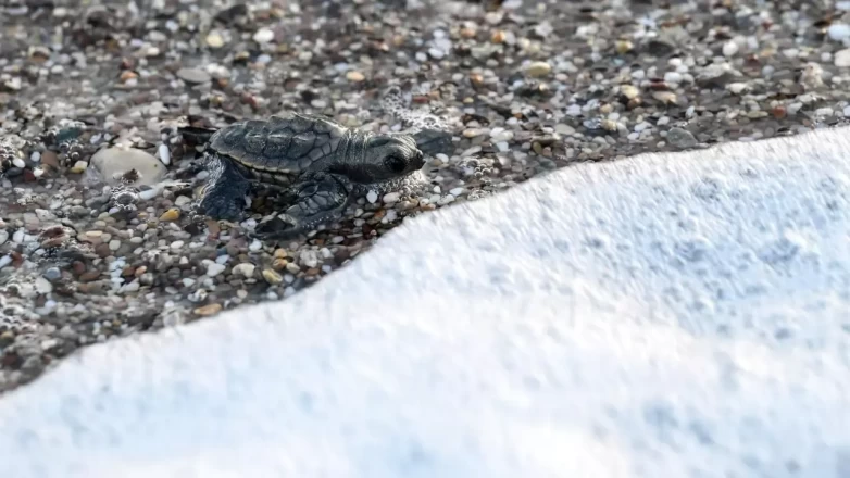 Caretta caretta yavruları mavi sularla buluştu