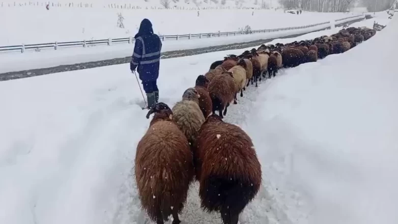 Karlıova'da ağır kış şartları besicileri zor durumda bıraktı