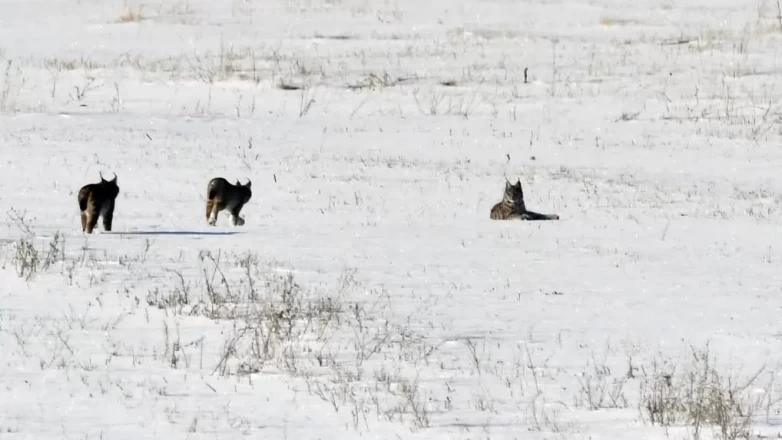 Elazığ’da vaşak ailesi görüntülendi