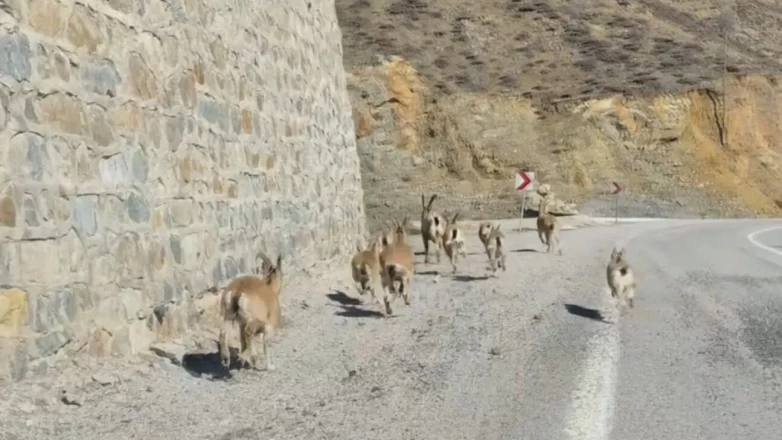 Yaban hayatının dansı görüntülendi: Gümüşhane'de yavrularıyla dolaşan keçiler