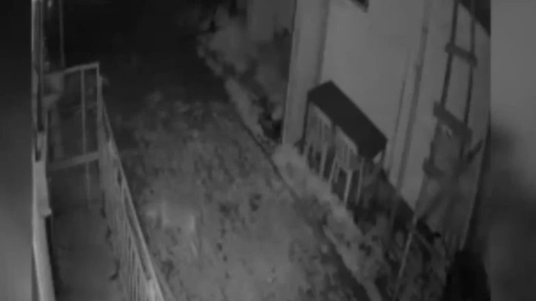 Elazığ’da aç kalan kurt köye indi: O anlar saniye saniye kaydedildi!